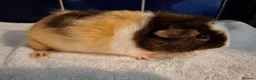 Guinea Pig rodents for sale: Pretty Female Guinea-pigs Ready Now  - Advert 3