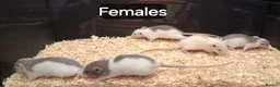 Rat rodents for sale: Baby Dumbo Rats , Males and Females  - Advert 10