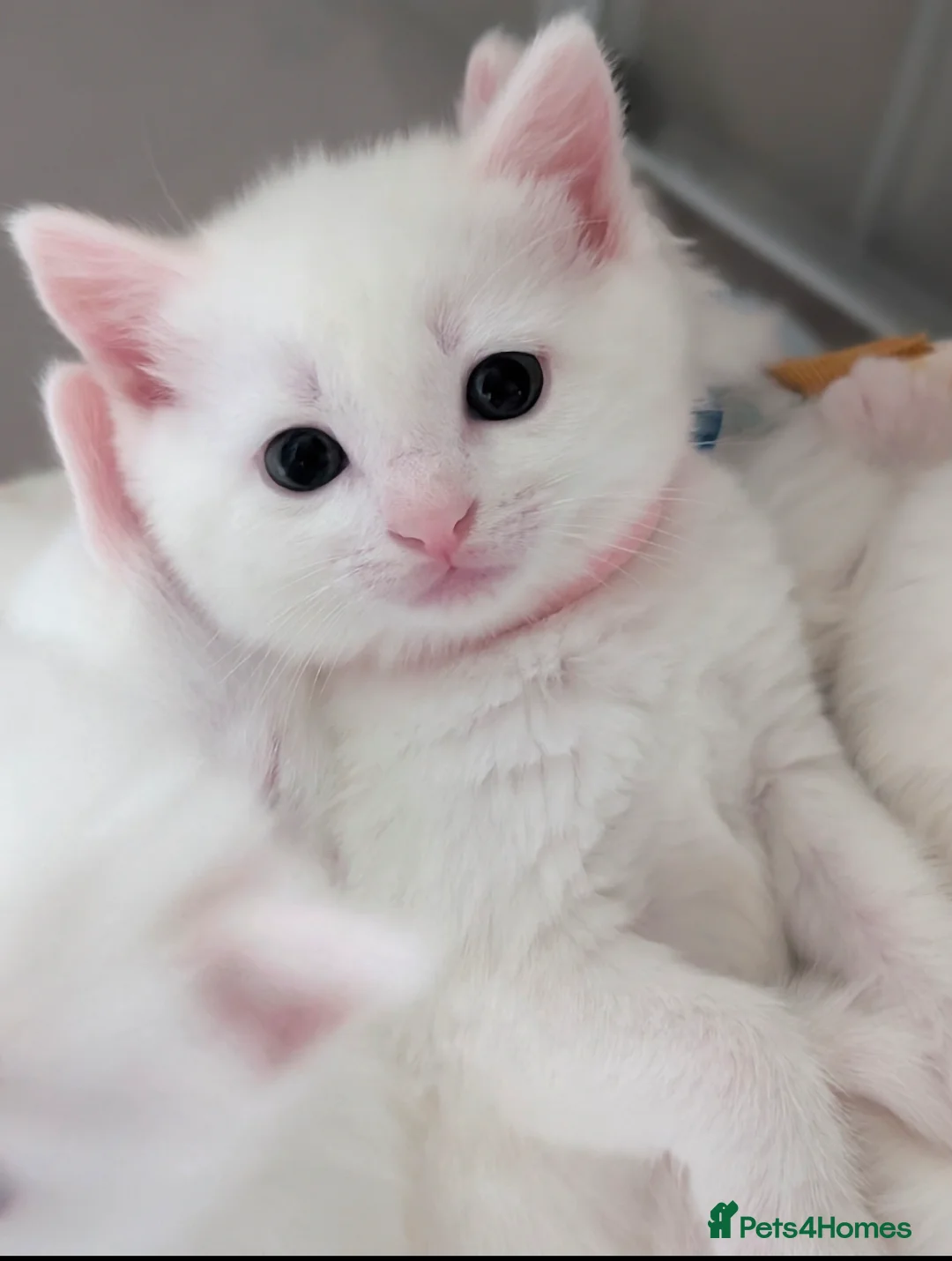 Mixed Breed cats for sale: Two adorable female kittens - Advert 6