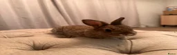 Mini Lop rabbits for sale: 4 mini lops  - Advert 4