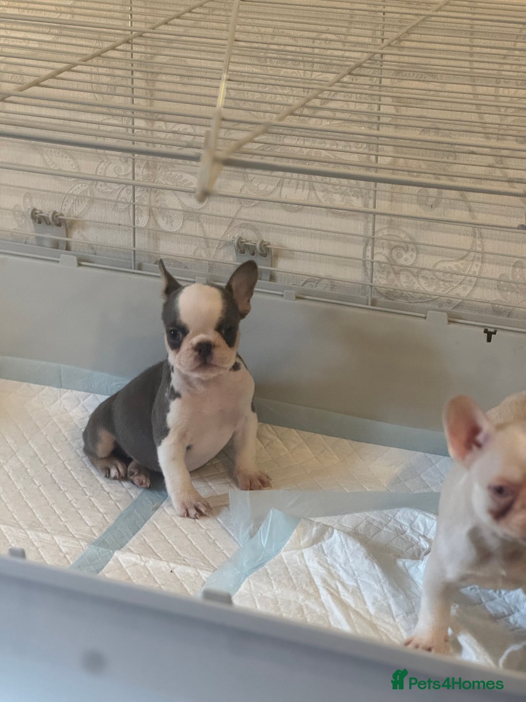 French Bulldog dogs for sale: Beautiful Litter Of Husky French Bulldogs - Advert 17