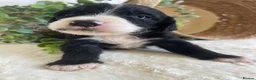 Bernedoodle dogs for sale: STUNNING BERNEDOODLES - Advert 7