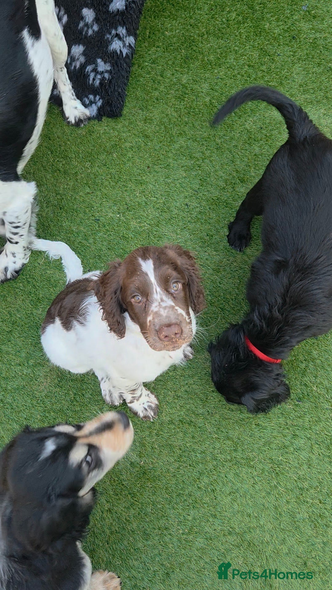 Cockapoo dogs COCKER SPANIEL only two boys left - Advert 2