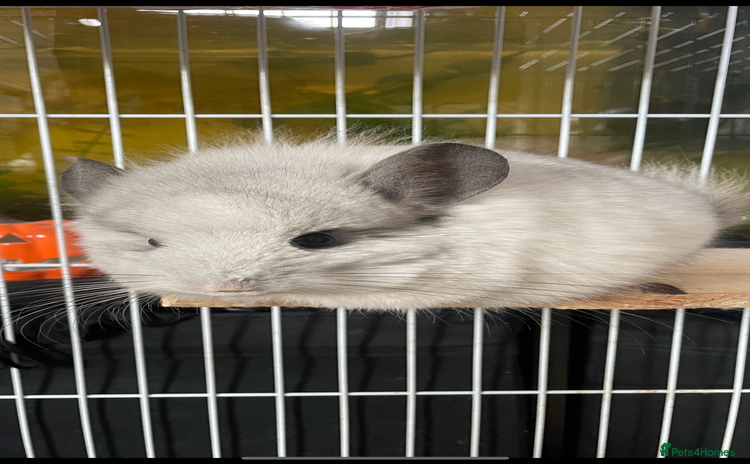 Chinchilla rodents - Advert 4