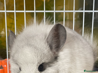 Chinchilla rodents - Advert 5