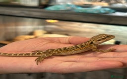 Bearded Dragon reptiles for sale: 60 Baby bearded dragons - Image 24