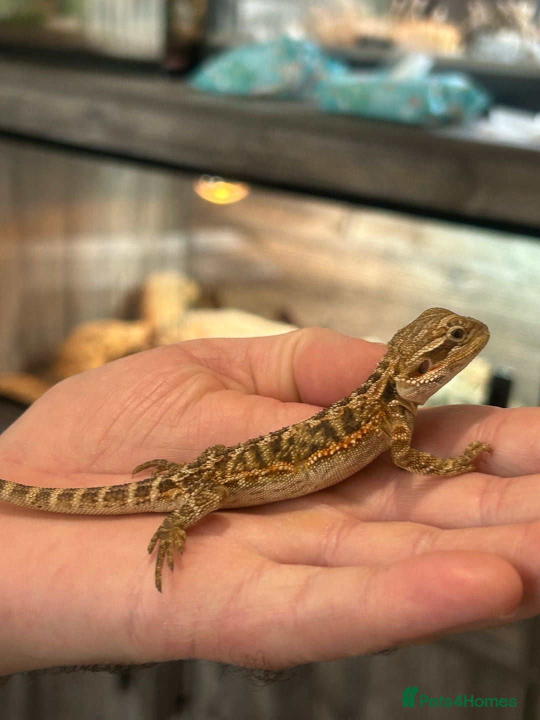 Bearded Dragon reptiles for sale: 60 Baby bearded dragons - Image 24