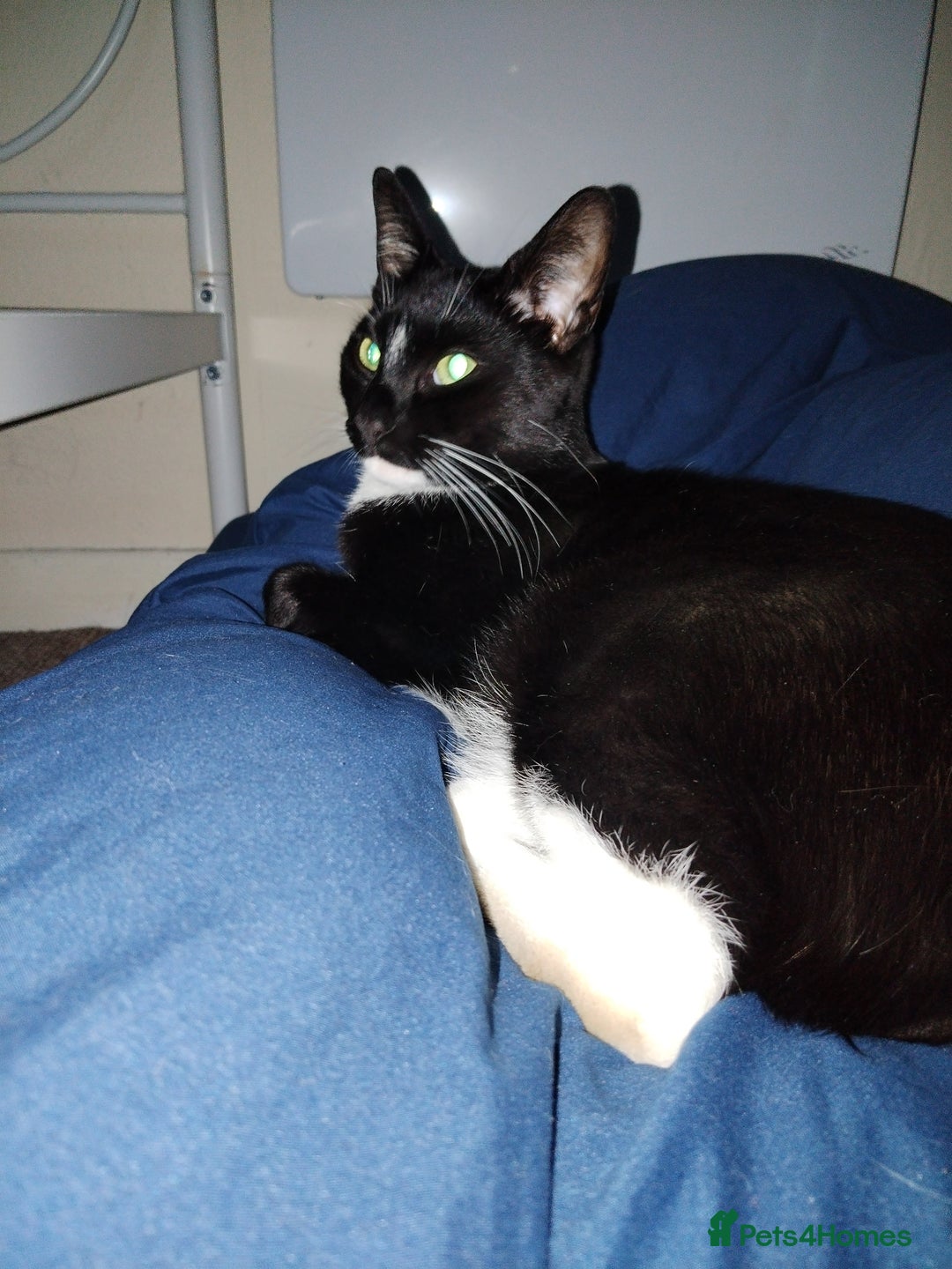 Mixed Breed cats for sale: 21 month old male cat for new home  - Image 5