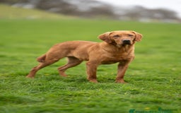 Labrador Retriever dogs for sale: Health Tested Fox Red Puppies for Sale - Image 4