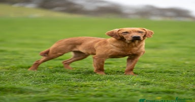 Labrador Retriever dogs - Advert 6