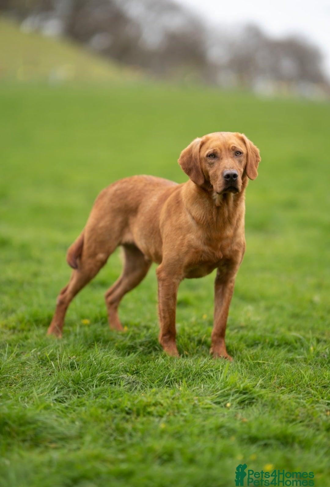 Labrador Retriever dogs for sale: Health Tested Fox Red Puppies for Sale - Image 4