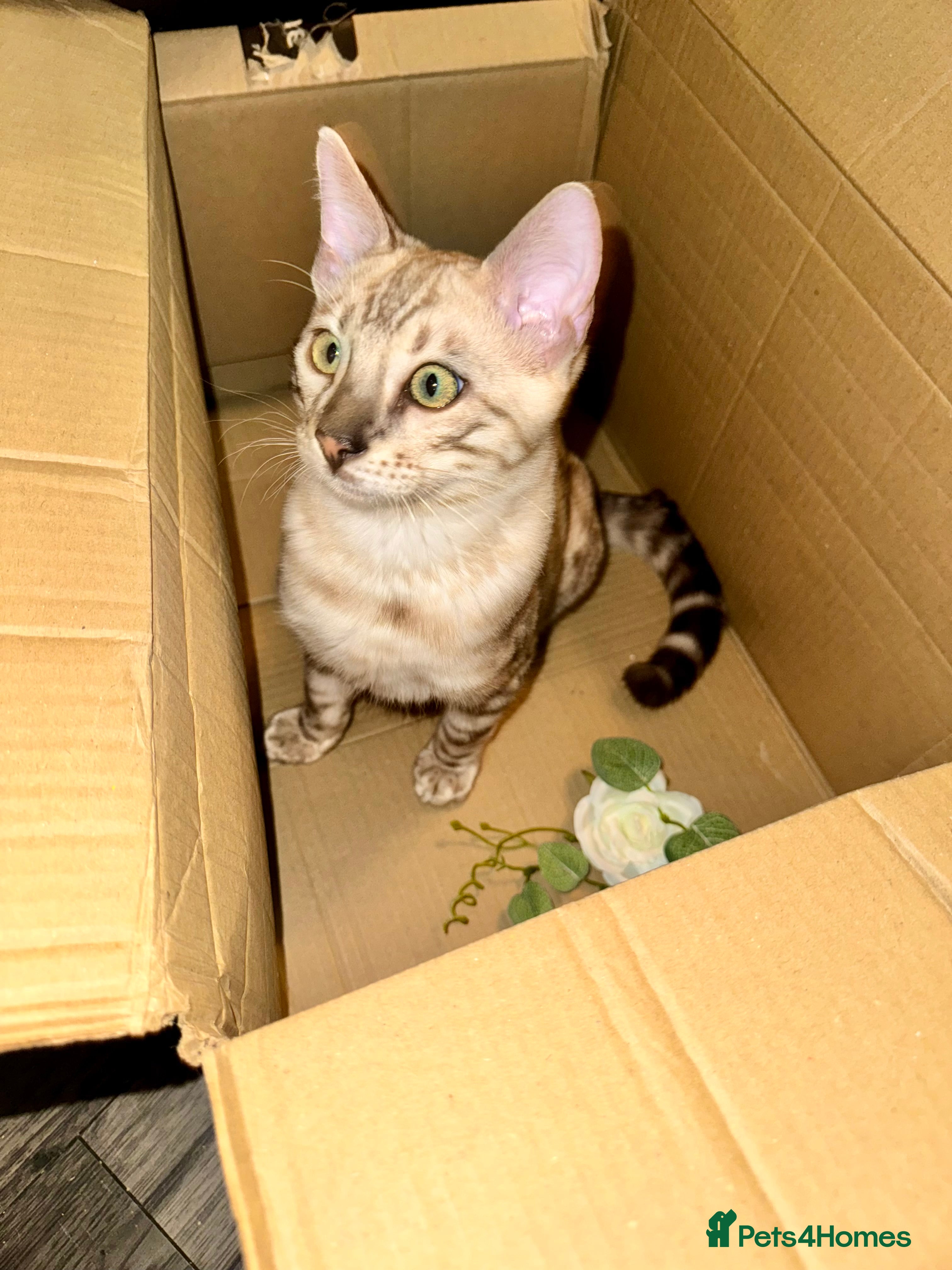 Bengal cats Tica registered beautiful kittens - Advert 1