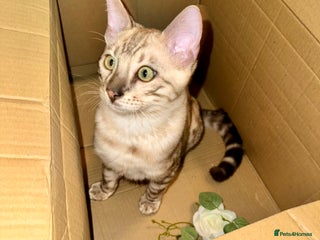 Bengal cats Tica registered beautiful kittens - Advert 1