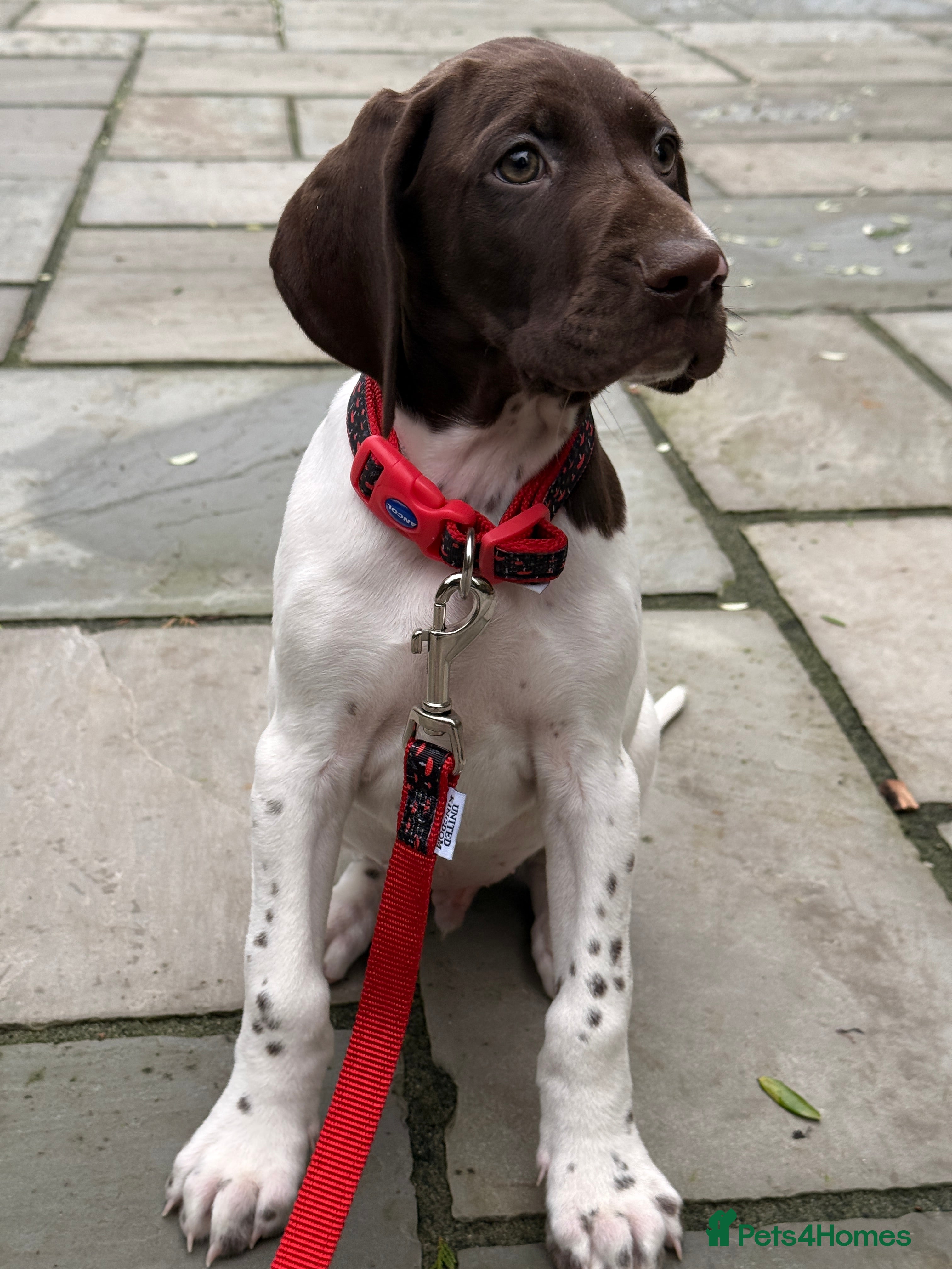 German Shorthaired Pointer dogs KC GSP Pups Health Tested Parents - Advert 1
