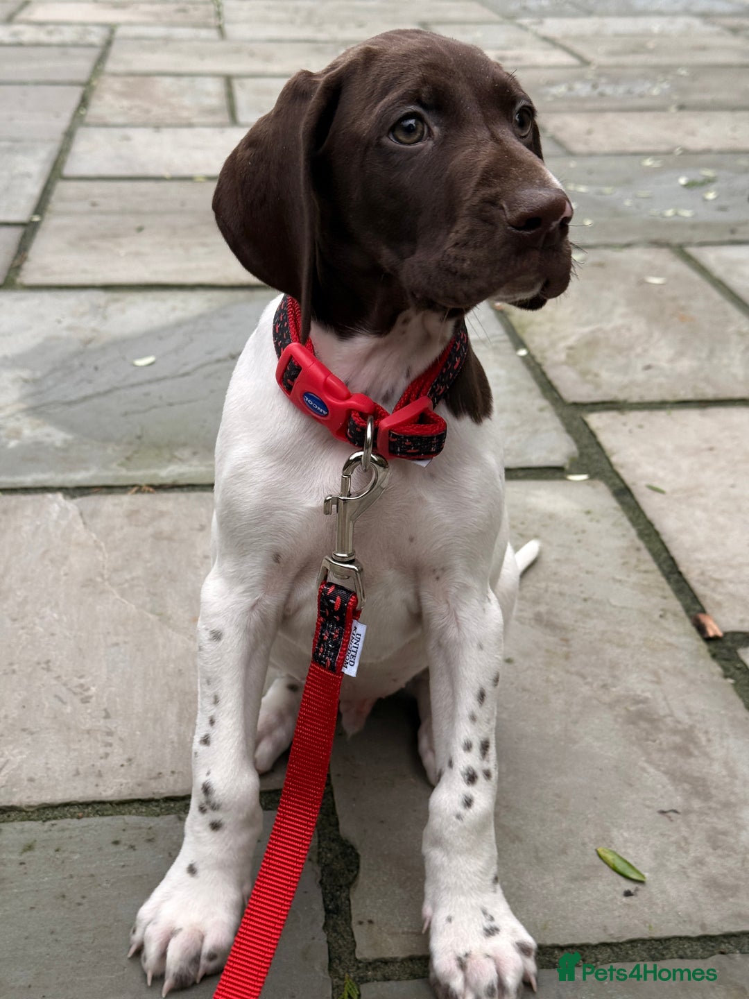 German Shorthaired Pointer dogs for sale: KC GSP Pups Health Tested Parents - Advert 2