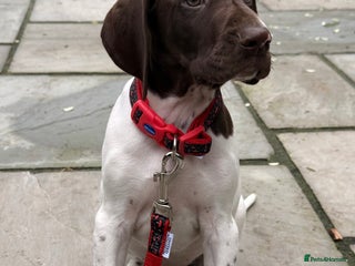 German Shorthaired Pointer dogs KC GSP Pups Health Tested Parents - Advert 9