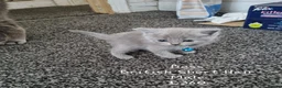 British Shorthair cats for sale: British Short Hair/ Scottish Fold - Advert 6