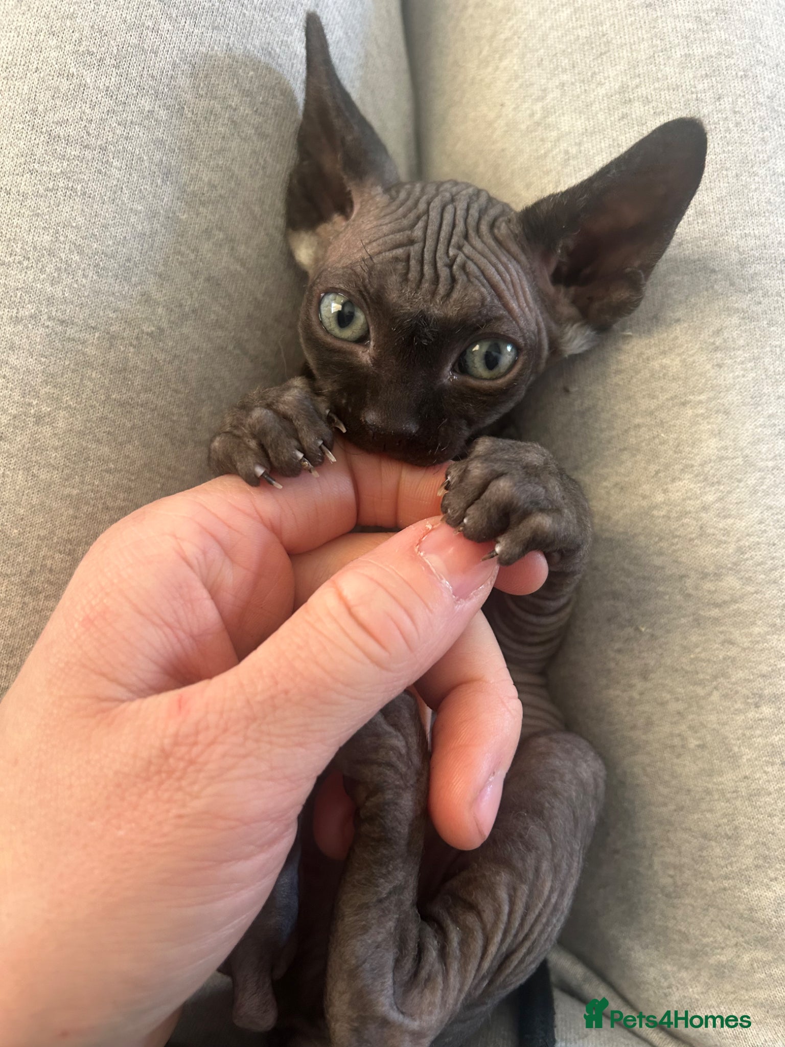 Sphynx cats Pure Canadian sphynx  - Advert 2