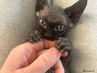 Sphynx cats Pure Canadian sphynx - Advert 2