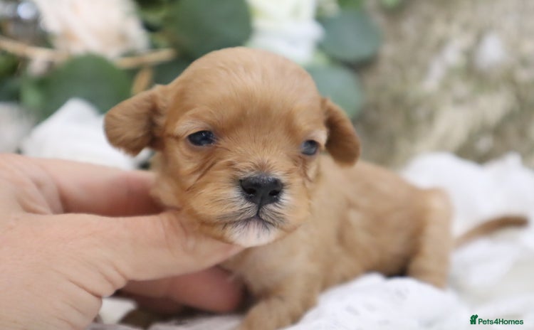 Cavapoo dogs - Advert 2