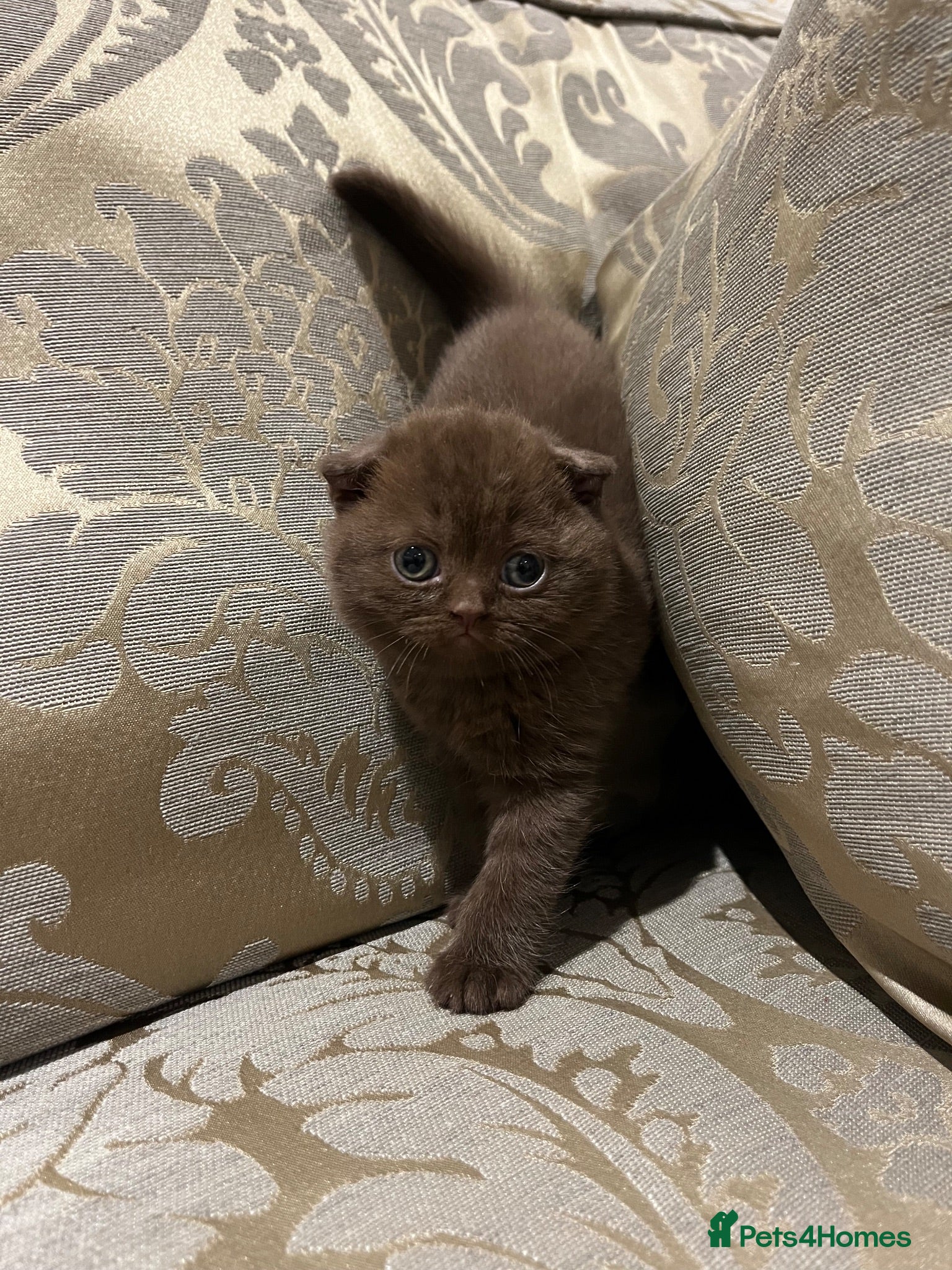 Scottish Fold cats Stunning Scottish, highest quality & TICA reg - Advert 1