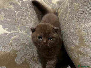 Scottish Fold cats Stunning Scottish, highest quality & TICA reg - Advert 1