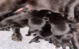 Labrador Retriever dogs for sale: Black Labrador retriever puppies KC registered - Image 9
