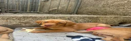 Labrador Retriever dogs for sale: Lab puppies - Advert 3