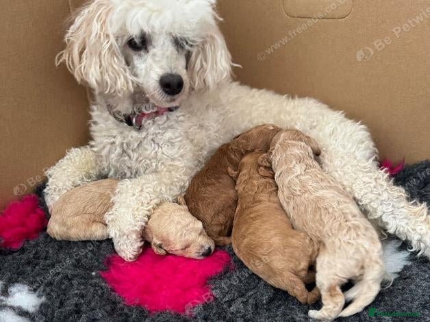 Miniature Poodle dogs Stunning Miniature Poodle Puppies 1 Boy and3 Girls - Advert 1