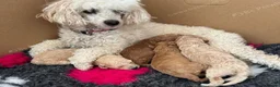 Miniature Poodle dogs for sale: Stunning Miniature Poodle Puppies 1 Boy and3 Girls in Cambridge - Advert 1