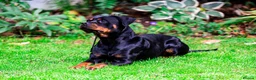 Rottweiler dogs for sale: Coco - Family friendly rottweiler in Chessington - Advert 5