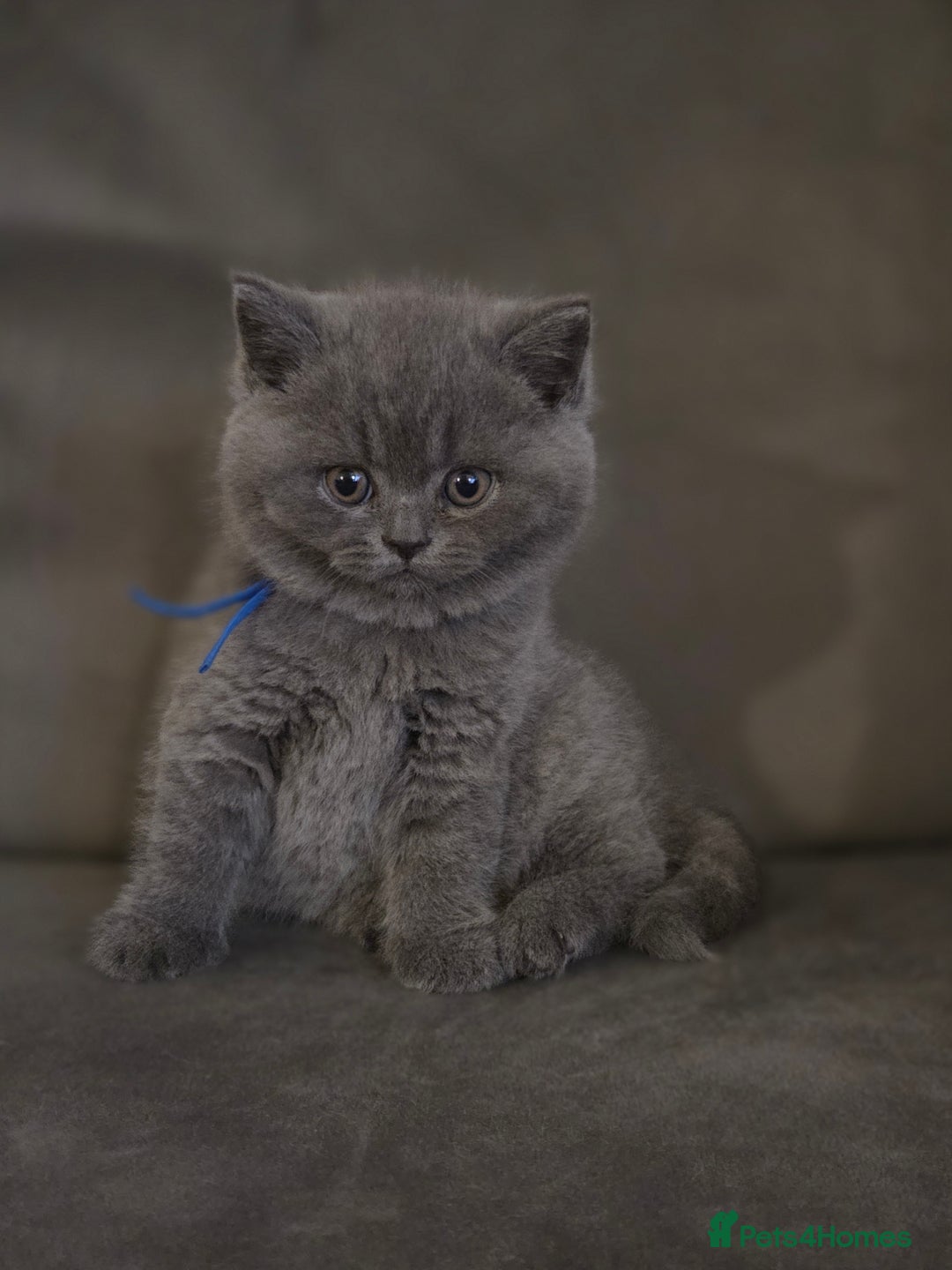 British Shorthair cats for sale: Gccf registered blue British shorthair boy left  - Advert 18