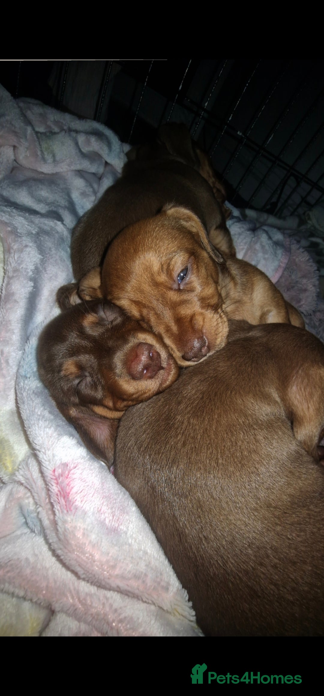 Dachshund dogs for sale: Dashund puppies - Advert 6