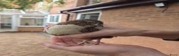 Quail poultry for sale: Male Countrix for sale in Northampton - Advert 2