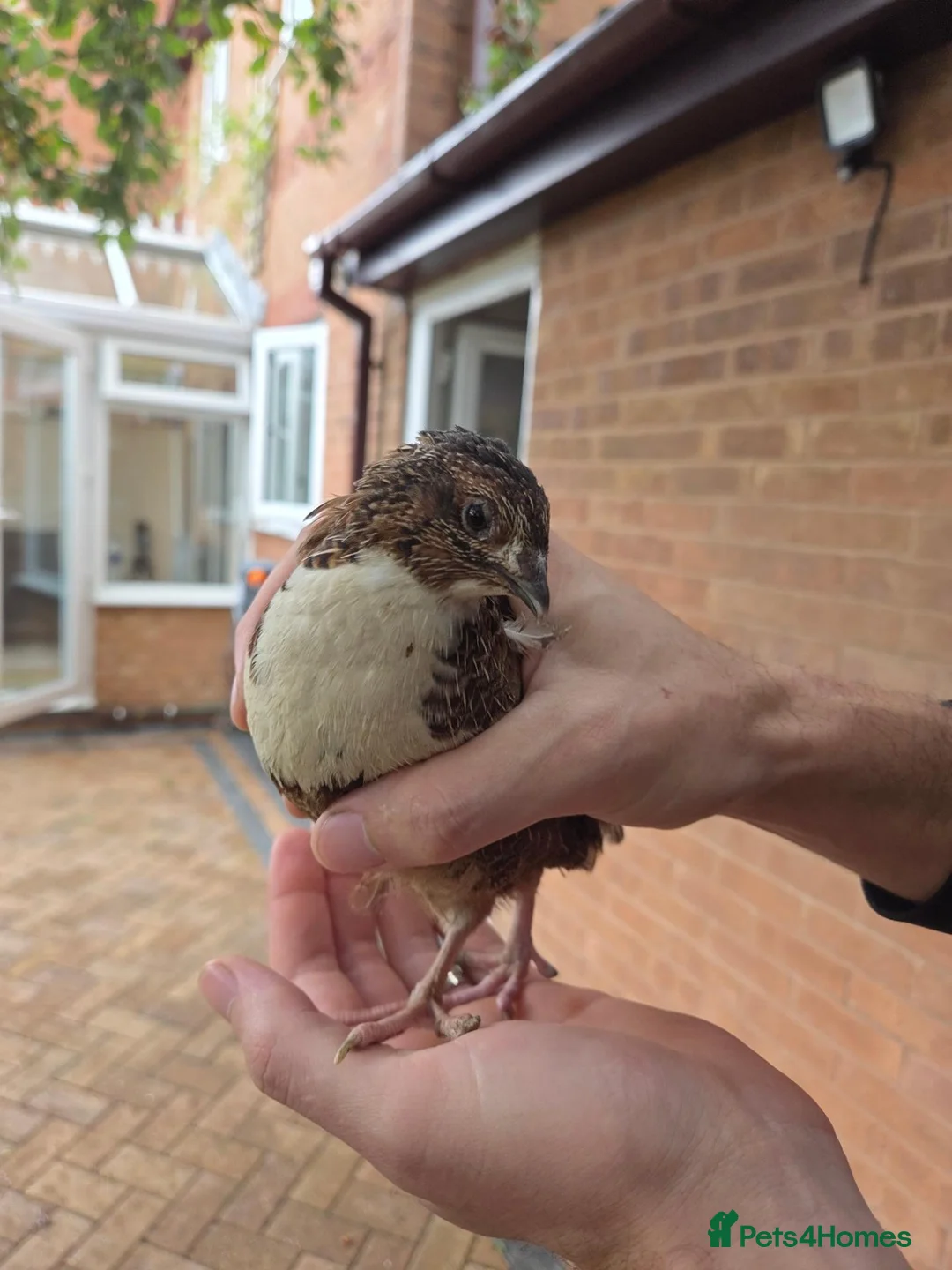 Quail poultry for sale: Male Countrix for sale in Northampton - Advert 2