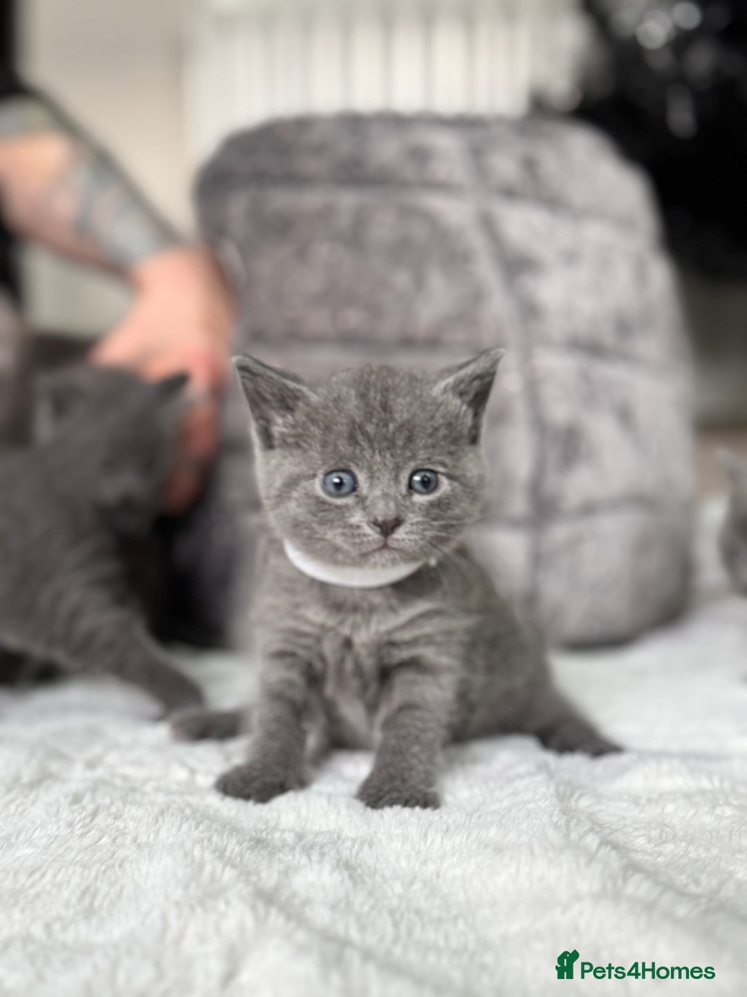 Russian Blue cats for sale: ✨ Russian Blue x British Shorthair Kittens ✨ - Advert 2