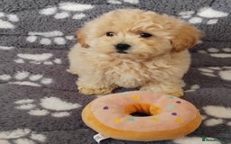 Maltipoo dogs for sale:  Maltipoo puppies  mix litter - Image 16