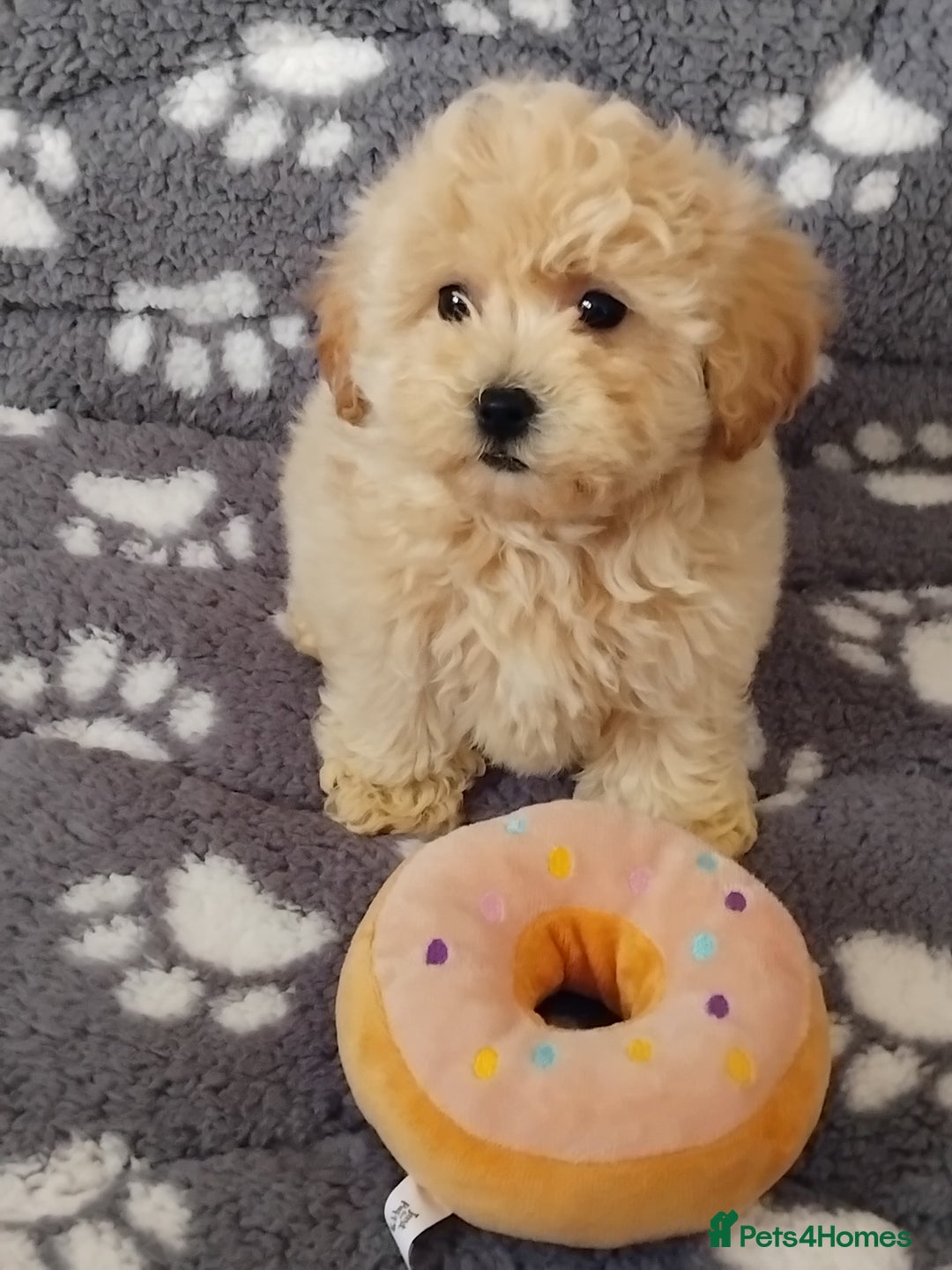Maltipoo dogs for sale:  Maltipoo puppies  mix litter - Image 16