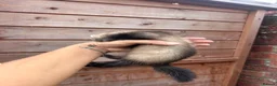 Ferret rodents for sale: 1 sable semi hob left 9 weeks old - Advert 4