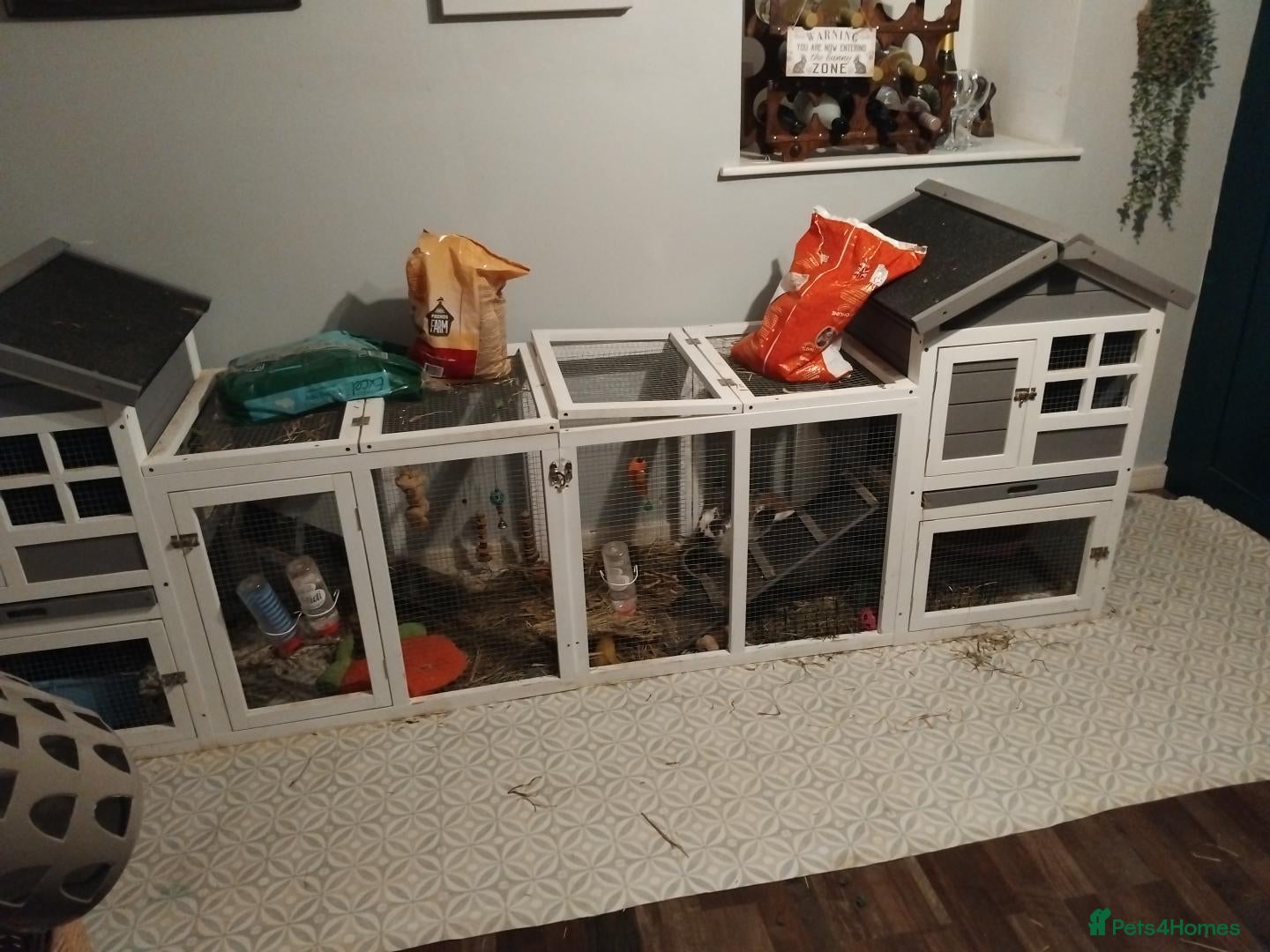 Mixed Breed rabbits Two bunnies and setup  - Advert 16