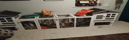Mixed Breed rabbits for sale: Two bunnies and setup  - Advert 1