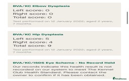 German Shepherd dogs for sale: KC health tested 💙boys  - Advert 6