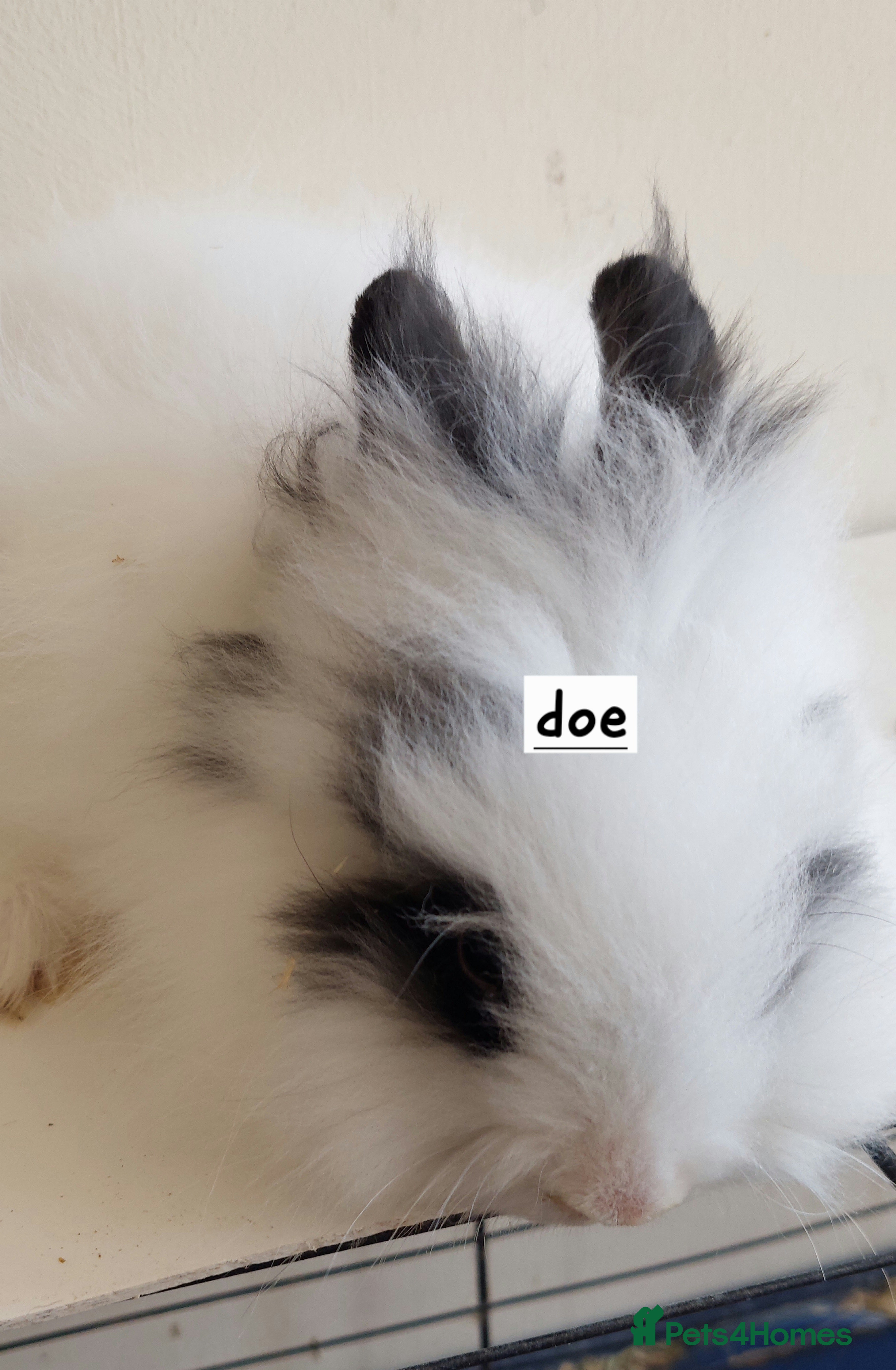 Lionhead rabbits READY Loinhead babys 1buck 1 doe left - Advert 8