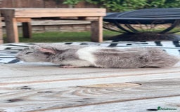 Guinea Pig rodents for sale: Pure abyssinian guinea pig - Image 1