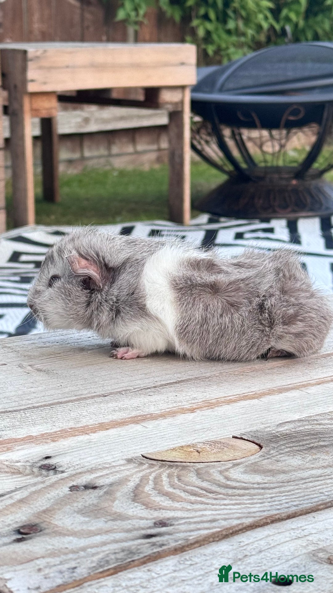 Guinea Pig rodents for sale: Pure abyssinian guinea pig - Image 1