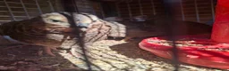 Quail poultry for sale: Coturnix quail and snowflake bobwhite  - Advert 9