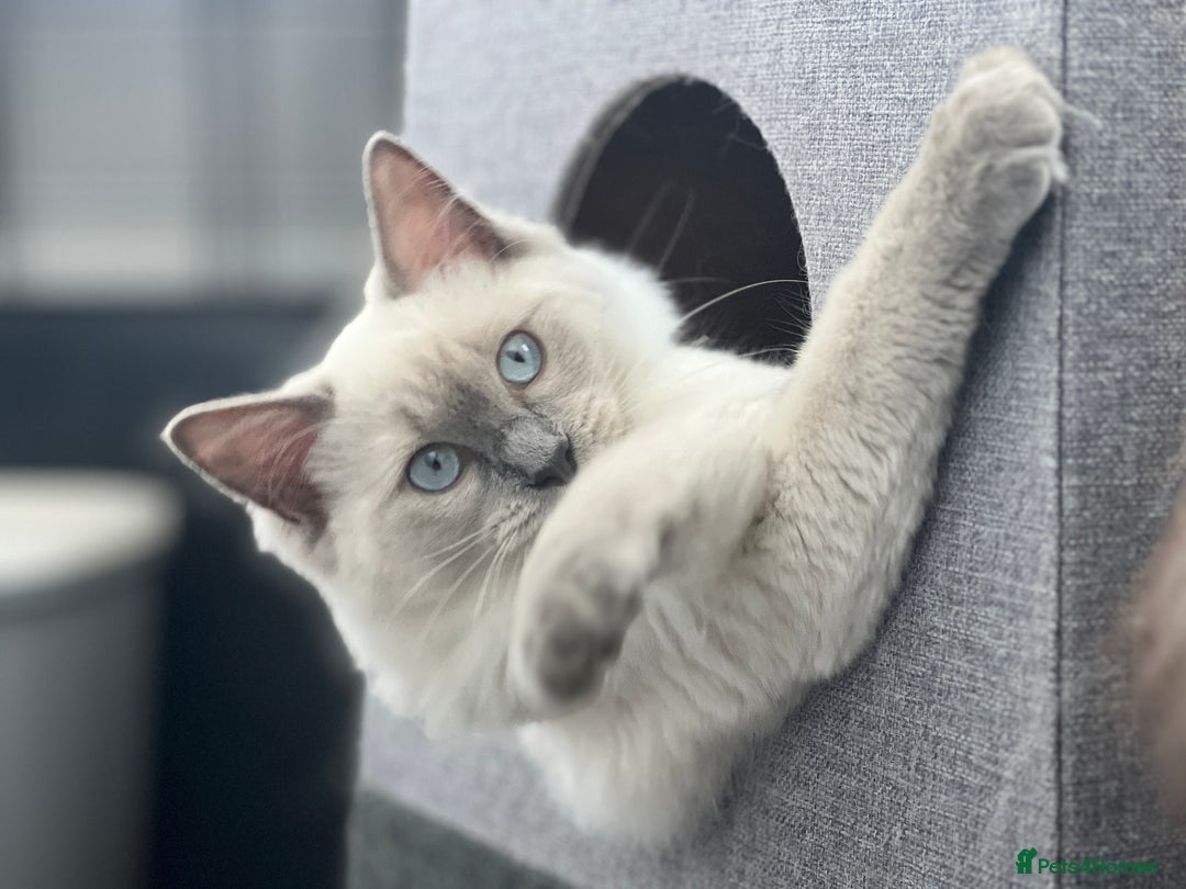 Mixed Breed cats for sale: TWO FEMALES NEED HOMES- Ragdoll mix and Devon Rex - Advert 7