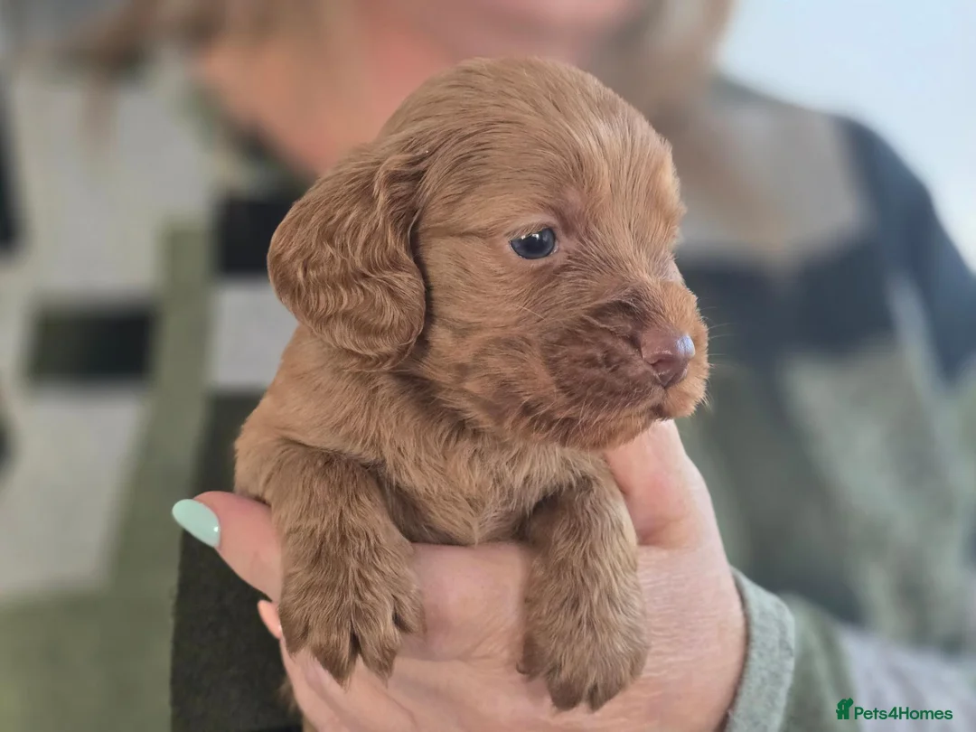 Cockapoo dogs for sale: Gorgeous Cockapoo Puppies  - Advert 2