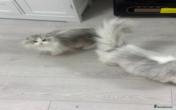 Scottish Fold cats for sale: Beautiful Longhair Silver Bicolor Kitten - Advert 1