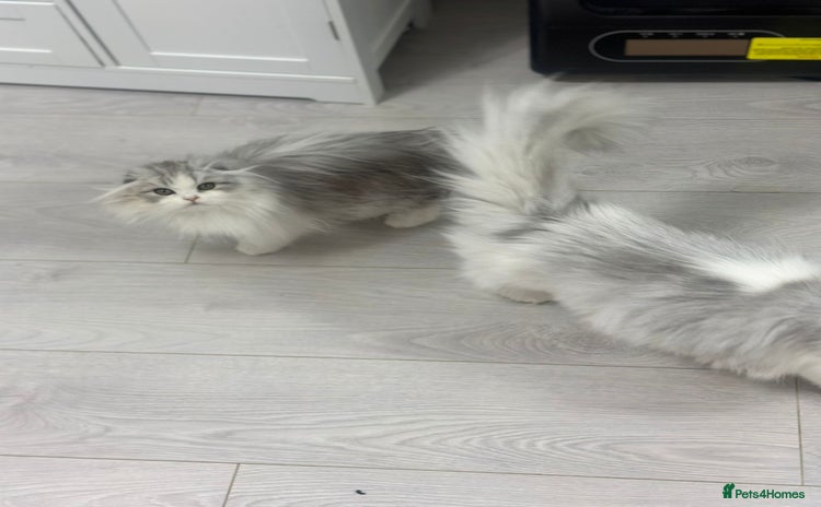 Scottish Fold cats Beautiful Longhair Silver Bicolor Kitten - Advert 6